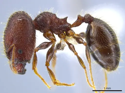 Pheidole simonsi - CASENT0633448