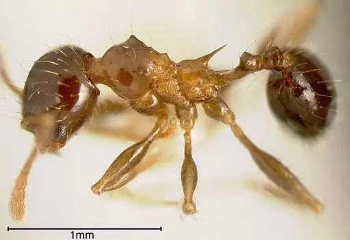 Pheidole simonsi - CASENT0635528