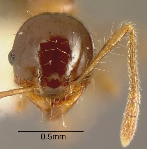 Pheidole simonsi - CASENT0635528