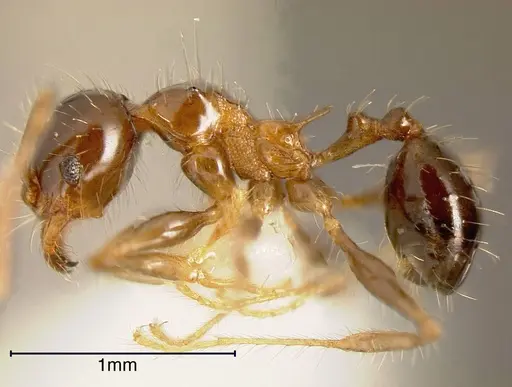 Pheidole simonsi - CASENT0635528