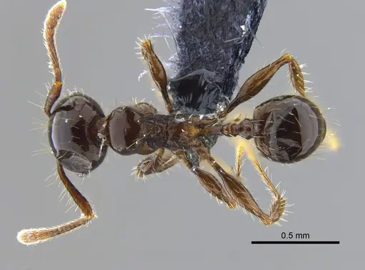 Pheidole simonsi - CBUMAGENT42048