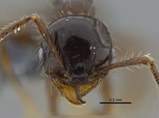 Pheidole simonsi - CBUMAGENT42048