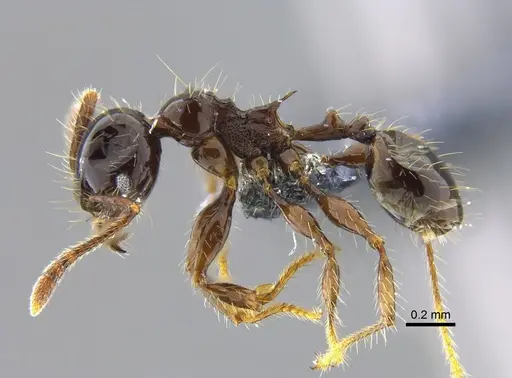 Pheidole simonsi - CBUMAGENT42048