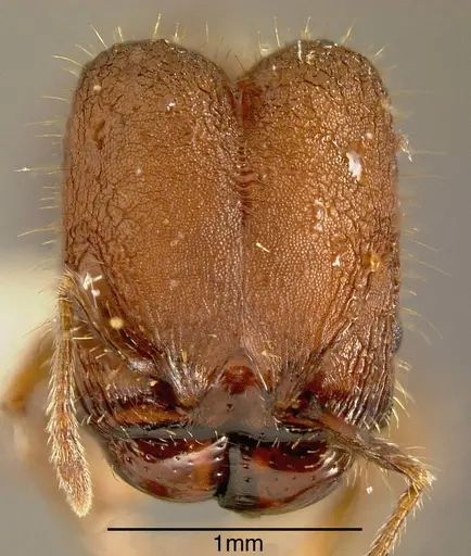Pheidole simonsi - INBIOCRI001237520