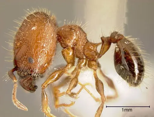 Pheidole simonsi - INBIOCRI001237520
