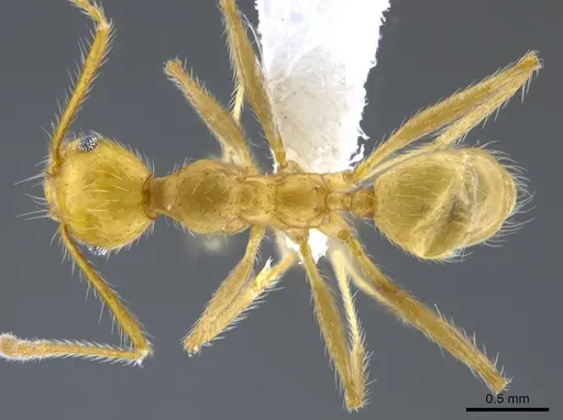 Pheidole simplex specimen