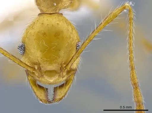 Pheidole simplex specimen