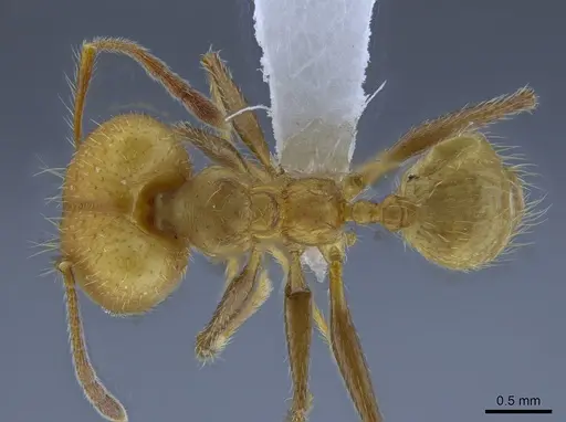 Pheidole simplex - CASENT0650575