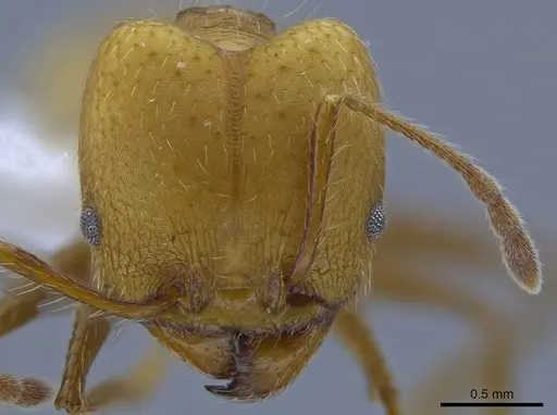 Pheidole simplex - CASENT0650575