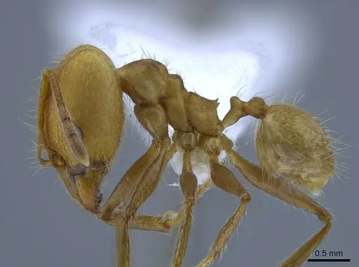 Pheidole simplex - CASENT0650575