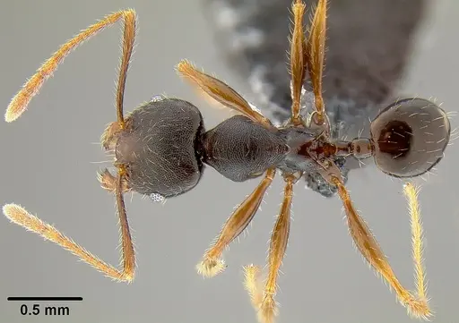 Pheidole simplispinosa specimen