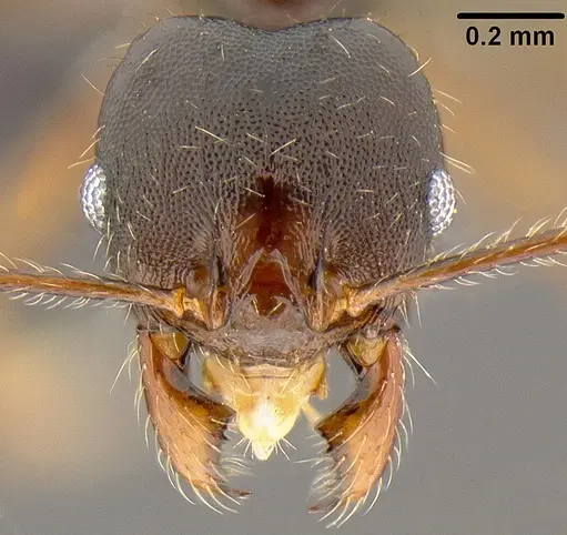 Pheidole simplispinosa specimen