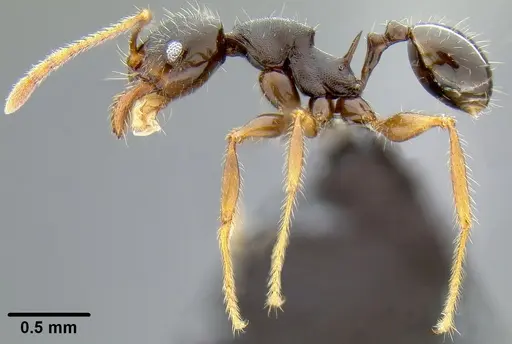 Pheidole simplispinosa specimen