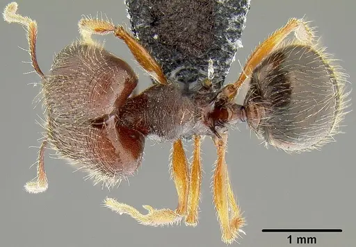 Pheidole simplispinosa - CASENT0171106