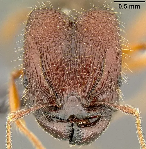 Pheidole simplispinosa - CASENT0171106