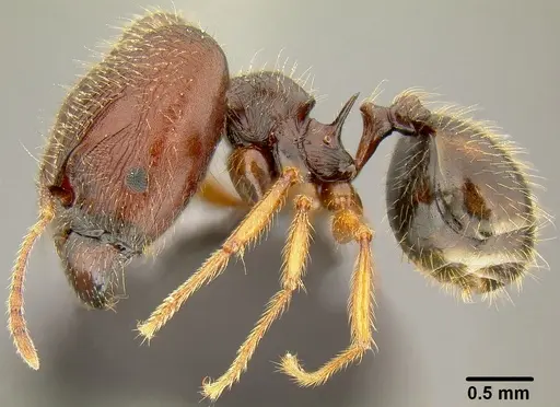 Pheidole simplispinosa - CASENT0171106