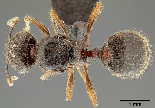 Pheidole simplispinosa - CASENT0171107