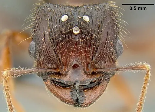 Pheidole simplispinosa - CASENT0171107