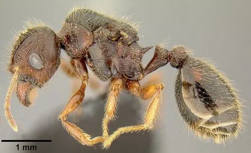 Pheidole simplispinosa - CASENT0171107