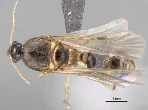 Pheidole sinaitica specimen