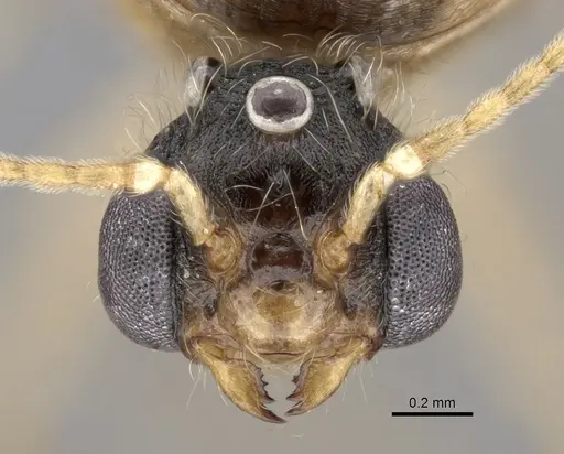 Pheidole sinaitica specimen