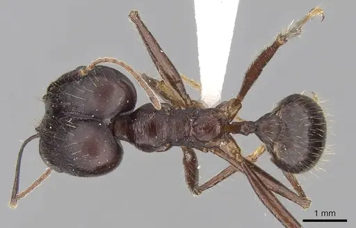 Pheidole singaporensis specimen