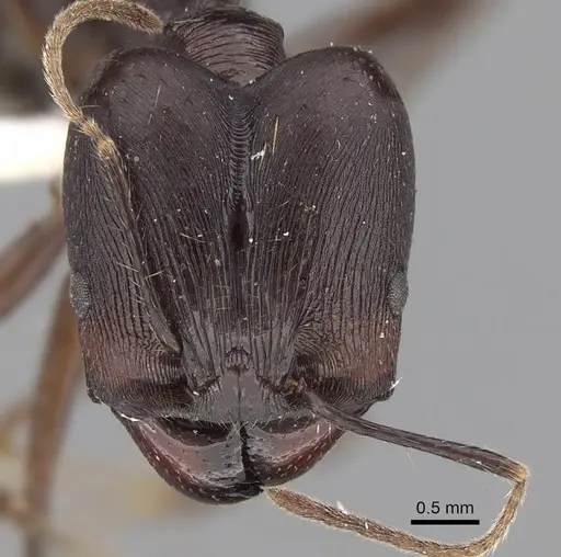 Pheidole singaporensis specimen