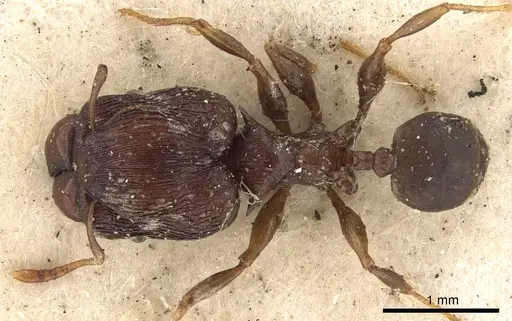 Pheidole singularis specimen