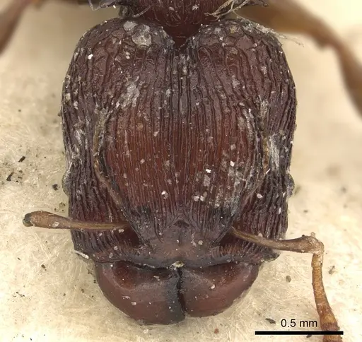 Pheidole singularis specimen