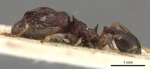 Pheidole singularis specimen