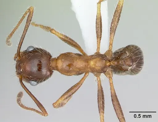 Pheidole sitiens specimen