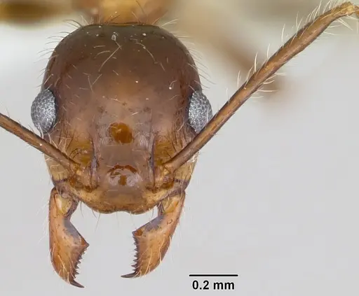 Pheidole sitiens specimen