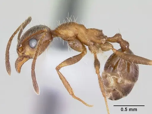 Pheidole sitiens specimen