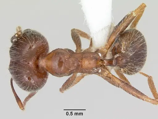 Pheidole sitiens - CASENT0104754
