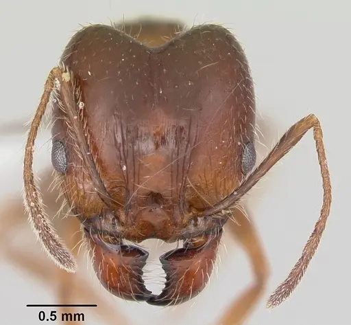 Pheidole sitiens - CASENT0104754