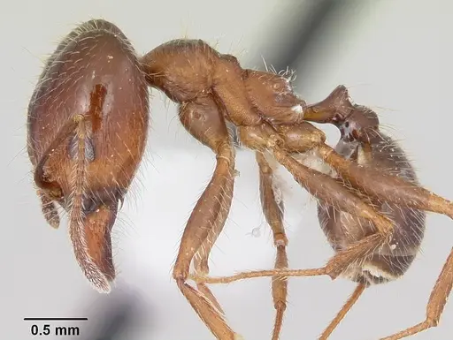 Pheidole sitiens - CASENT0104754