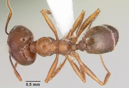Pheidole sitiens - CASENT0104755