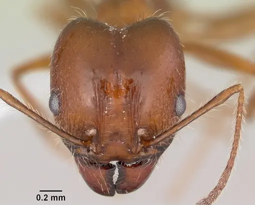 Pheidole sitiens - CASENT0104755