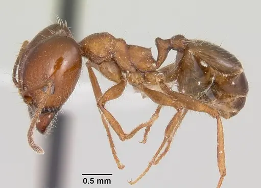 Pheidole sitiens - CASENT0104755