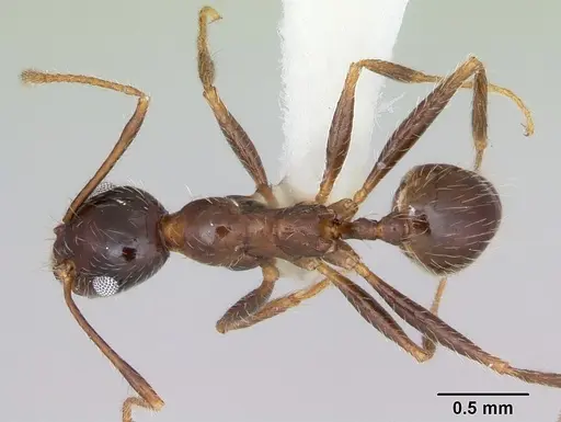 Pheidole sitiens - CASENT0104926