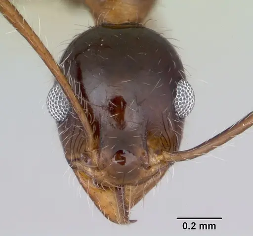 Pheidole sitiens - CASENT0104926
