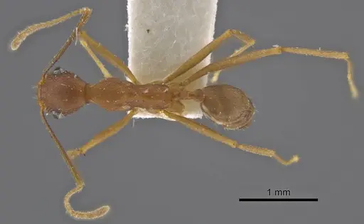 Pheidole skwarrae specimen