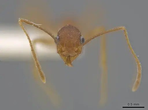 Pheidole skwarrae specimen