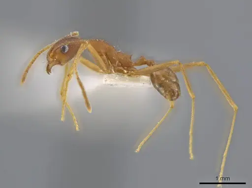 Pheidole skwarrae specimen