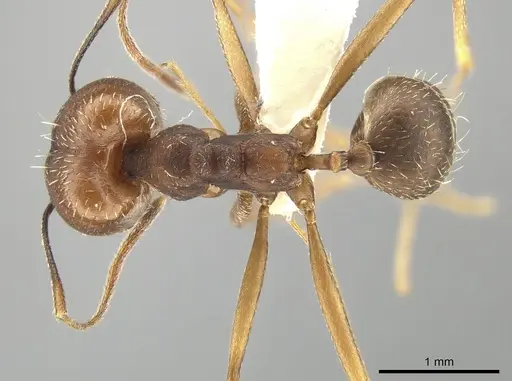 Pheidole skwarrae - CASENT0643968