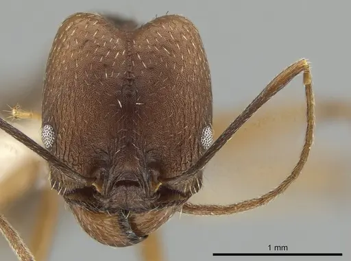 Pheidole skwarrae - CASENT0643968