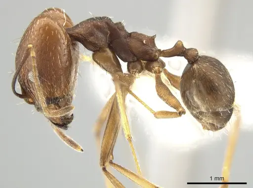 Pheidole skwarrae - CASENT0643968