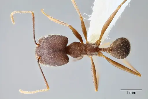 Pheidole skwarrae - CASENT0649704