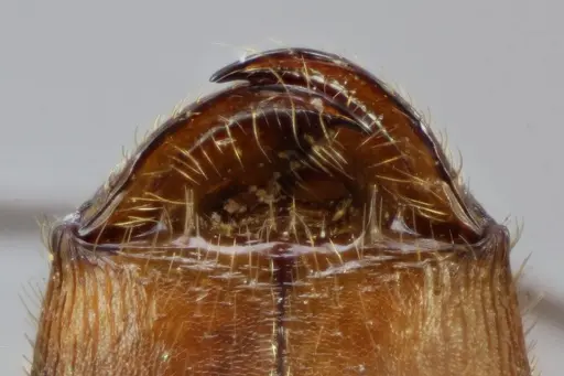 Pheidole skwarrae - CASENT0649704