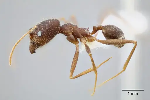 Pheidole skwarrae - CASENT0649704